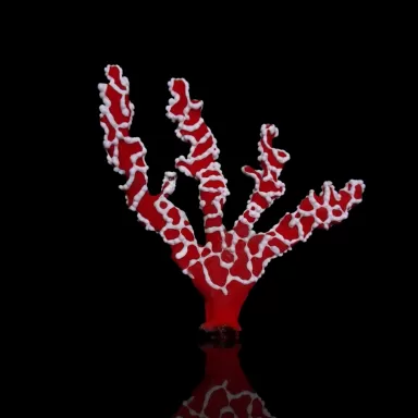 Trikentrion Flabeliforme M-Size bestellen? l Coralandfishstore.nl