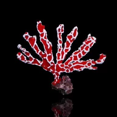 Trikentrion Flabelliforme