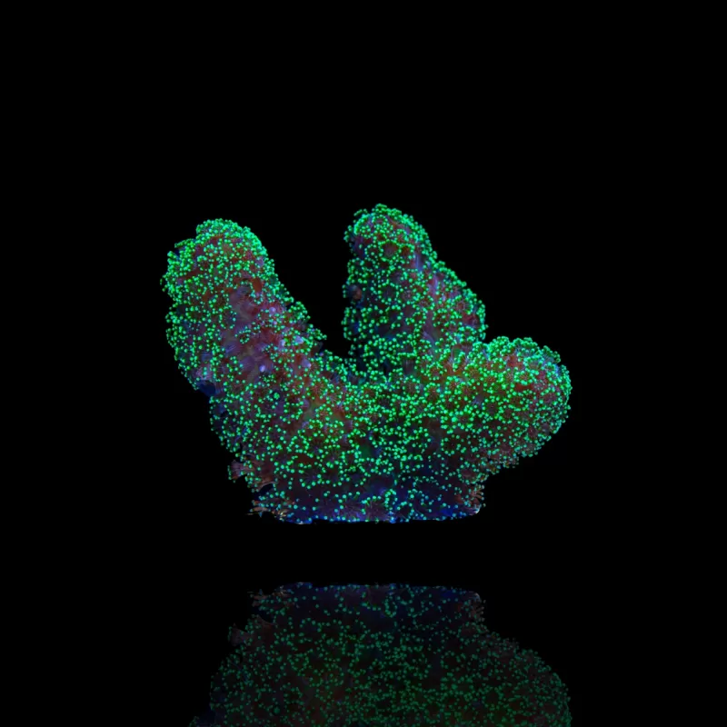 Stylophora Pistillata Green / Yellow kopen | Coralandfishstore