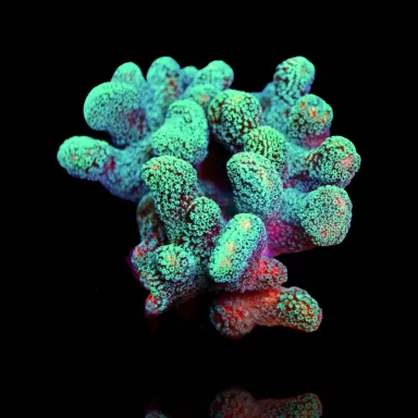 Stylophora Pistillata Green / Yellow kopen | Coralandfishstore