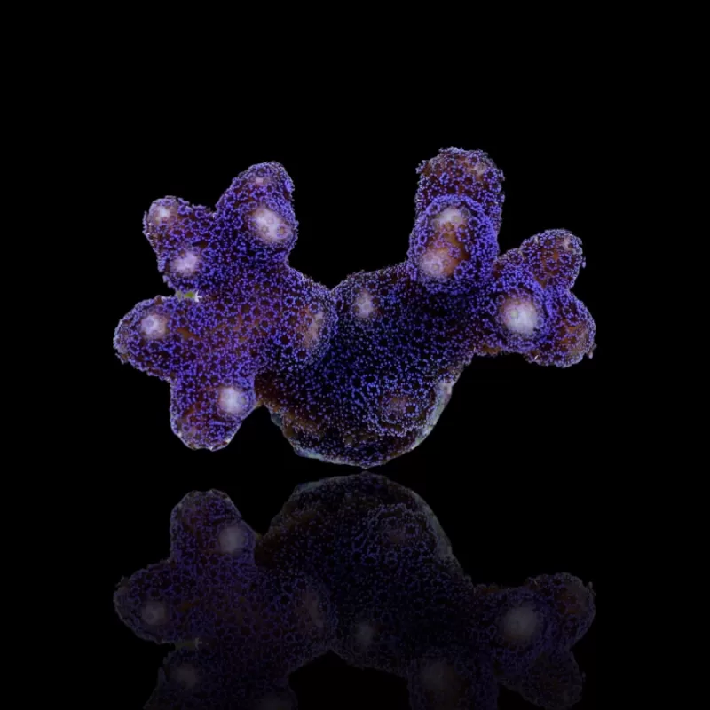 Möchten Sie Stylophora Pistillata Purple Polyp kaufen? | Corallandfishstore