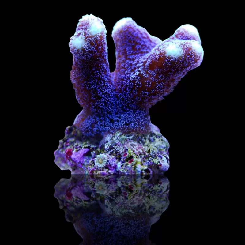 Möchten Sie Stylophora Pistillata Purple Polyp kaufen? | Corallandfishstore