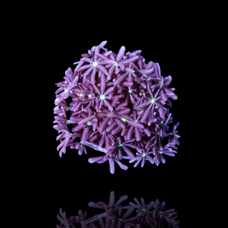 Knopia Octocontacanalis - Jasmine Polyps Knopia Octocontacanalis - Jasmine Polyps