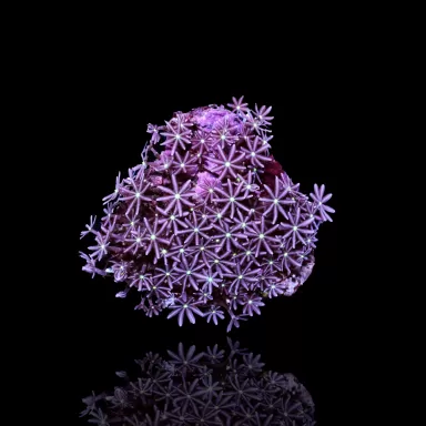 Knopia Octocontacanalis - Jasmine Polyps