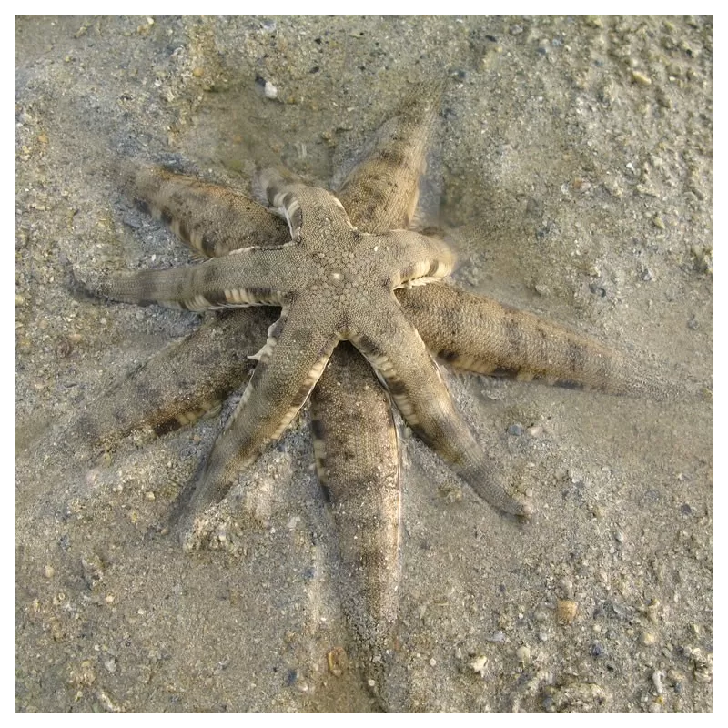 Coral and Fishstore - Archaster Typicus oder der sandsiebende Seestern