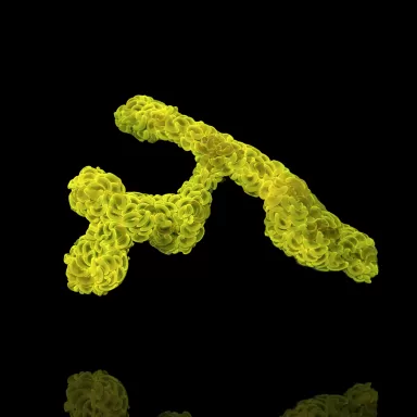 Euphyllia Ancora Ultra Neon Green kaufen? | Coralandfishstore.nl