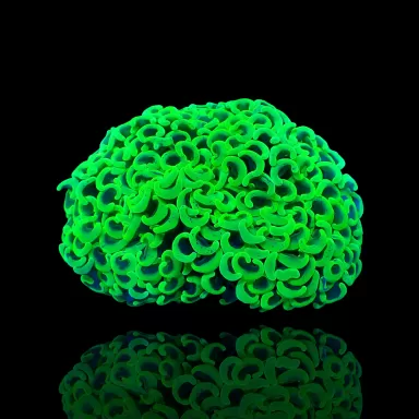 Euphyllia Ancora Ultra Neon Green kaufen? | Coralandfishstore.nl