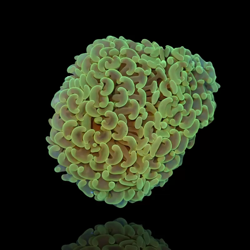 Euphyllia Ancora sp. Größe S/M| Coralandfishstore.nl