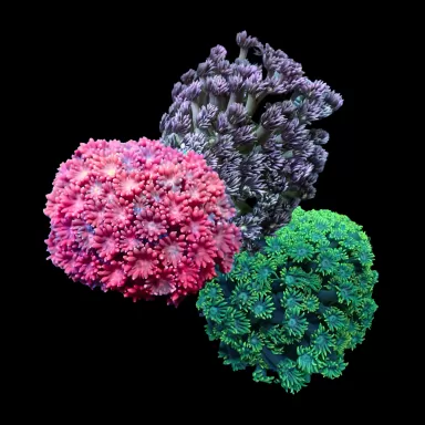 Goniopora Pack (3 verschillende kleuren 2-3cm)