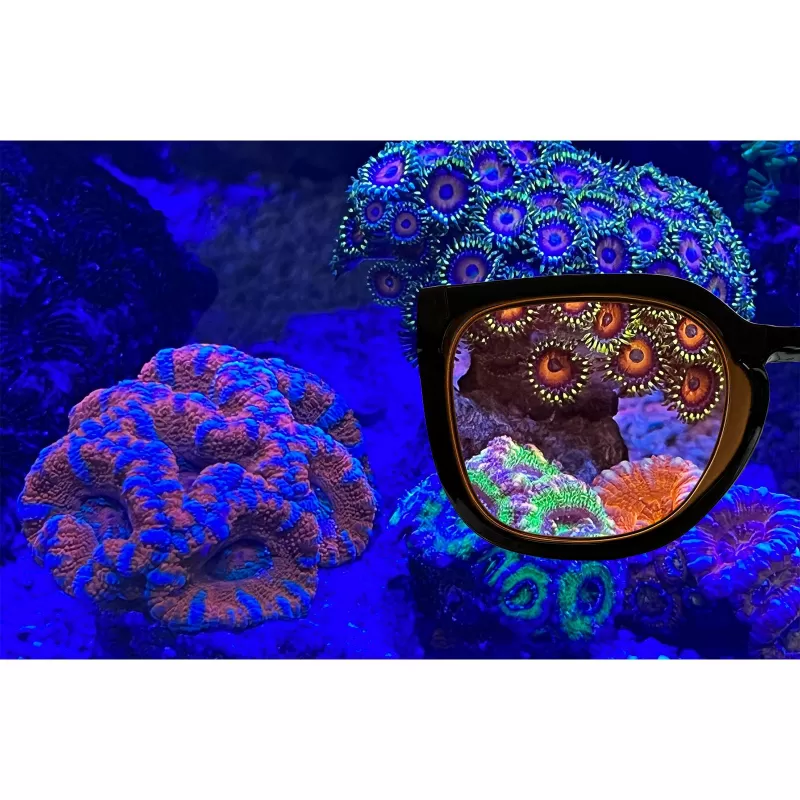 Aqua Medic Coral Glasses | Coralandfishstore