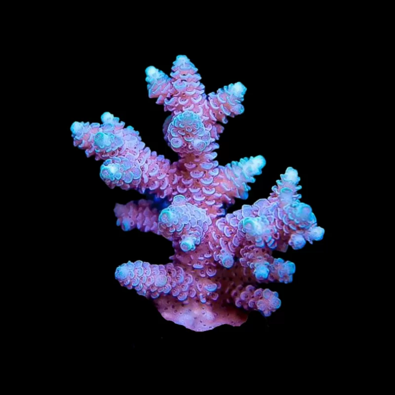 Acropora Blauw kopen | Coralandfishstore.nl