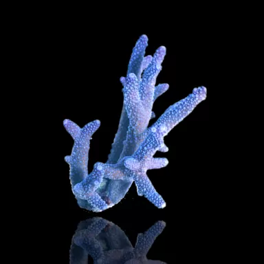 Acropora Blauw kopen | Coralandfishstore.nl