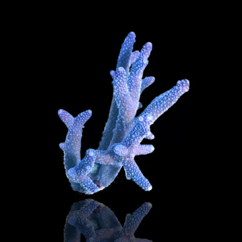 Kaufen Sie Acropora Blue | Coralandfishstore.nl