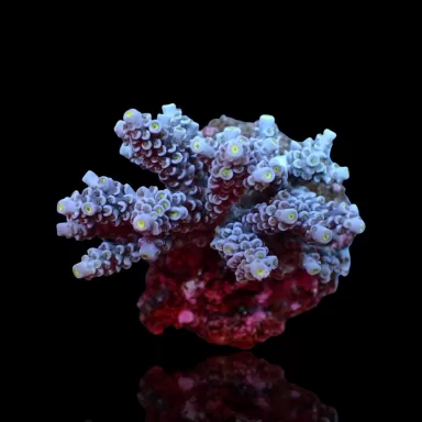 Acropora Blauw kopen | Coralandfishstore.nl