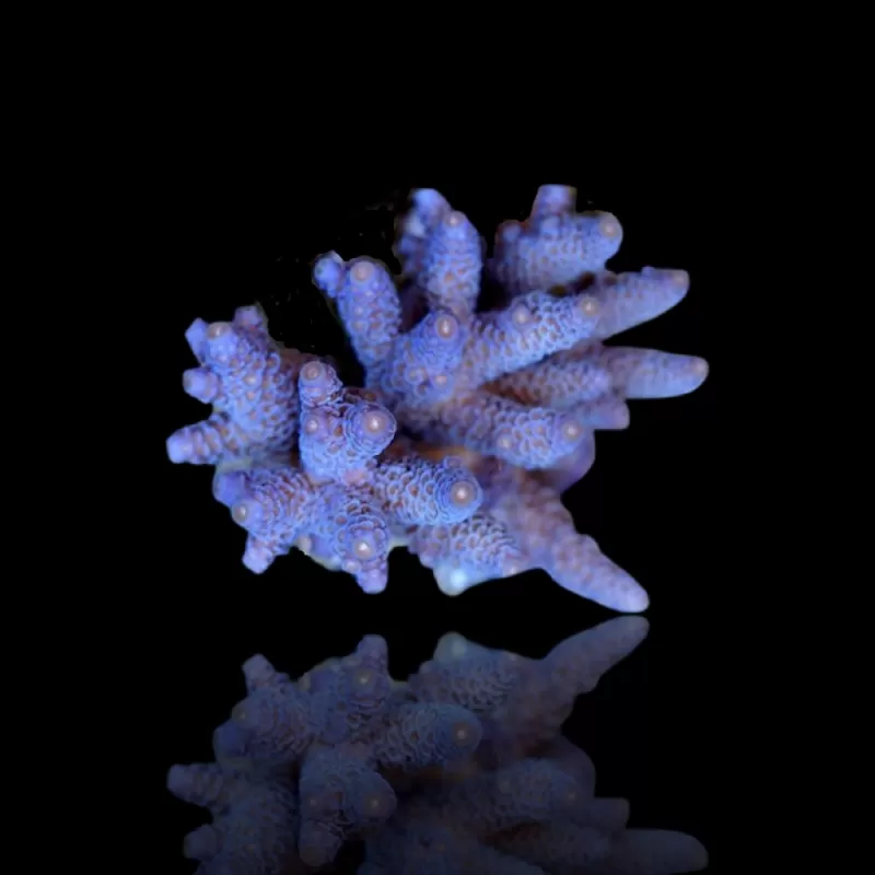 Kaufen Sie Acropora Blue | Coralandfishstore.nl