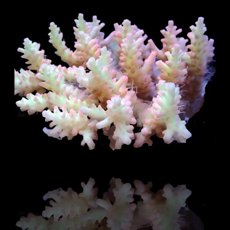 Acropora Pack (3 verschiedene Farben / große Stücke) | Corallandfishstore
