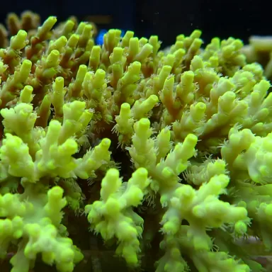 Acropora Pack (3 verschiedene Farben / große Stücke) | Corallandfishstore
