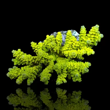 Acropora Pack (3 verschiedene Farben / große Stücke) | Corallandfishstore