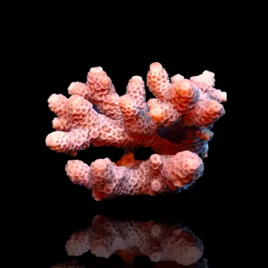 Acropora Pack (3 verschillende kleuren / Grote stukken) | Coralandfishstore