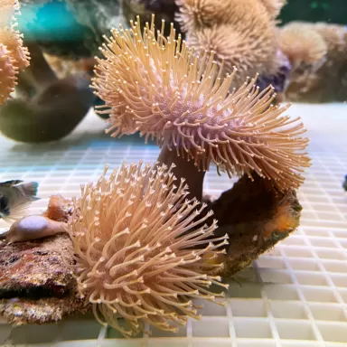 Sarcophyton Ehrenbergi Braun / Grün | Corallandfishstore