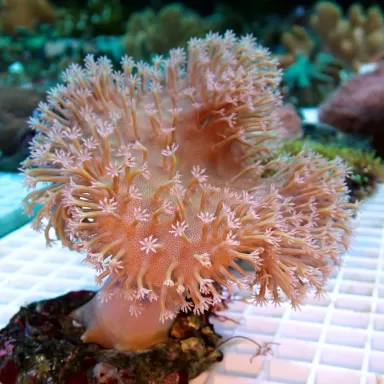 Sarcophyton Ehrenbergi Bruin / Groen | Coralandfishstore