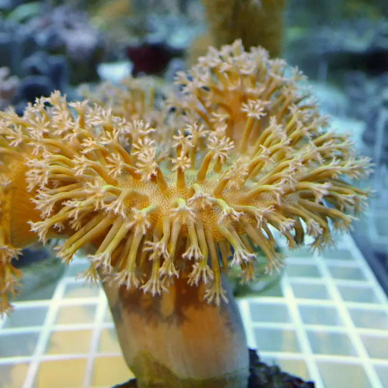 Sarcophyton Ehrenbergi Braun / Grün | Corallandfishstore