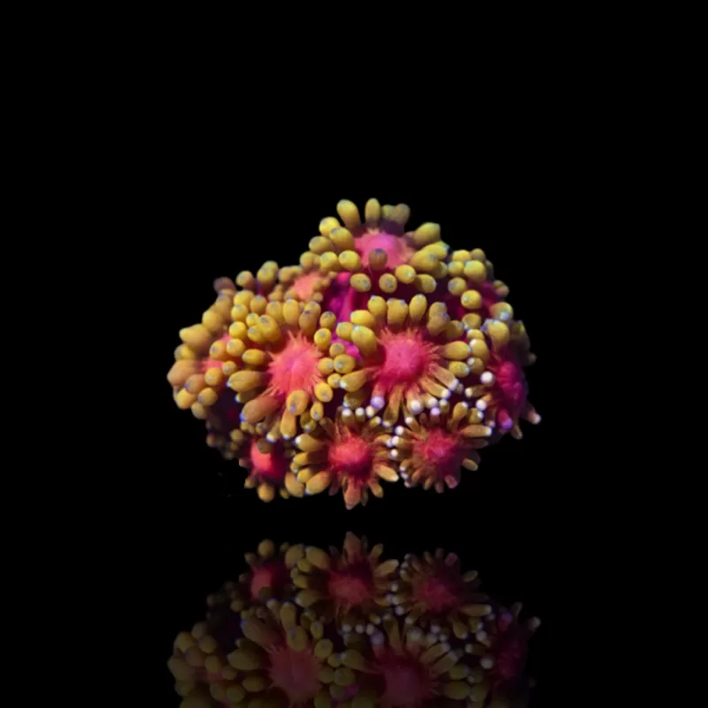 Bestellen Sie Goniopora sp Pink/Rot? l Coralandfishstore.nl