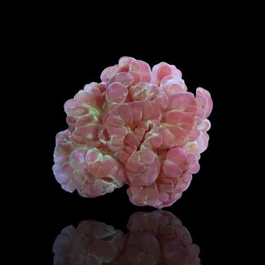 Nemenzophyllia Turbida Fox Coral |b Coralandfishstore