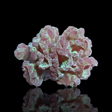 Nemenzophyllia Turbida Fox Coral M-Size