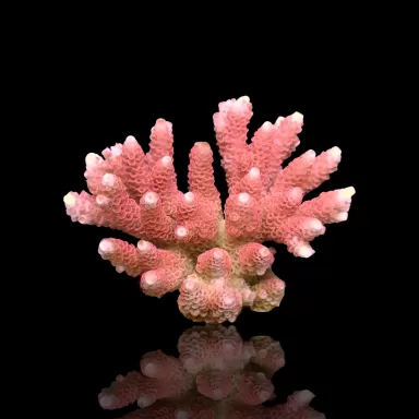 Acropora sp  kopen | Coralandfishstore.nl