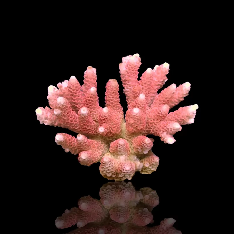 Acropora sp  kopen | Coralandfishstore.nl