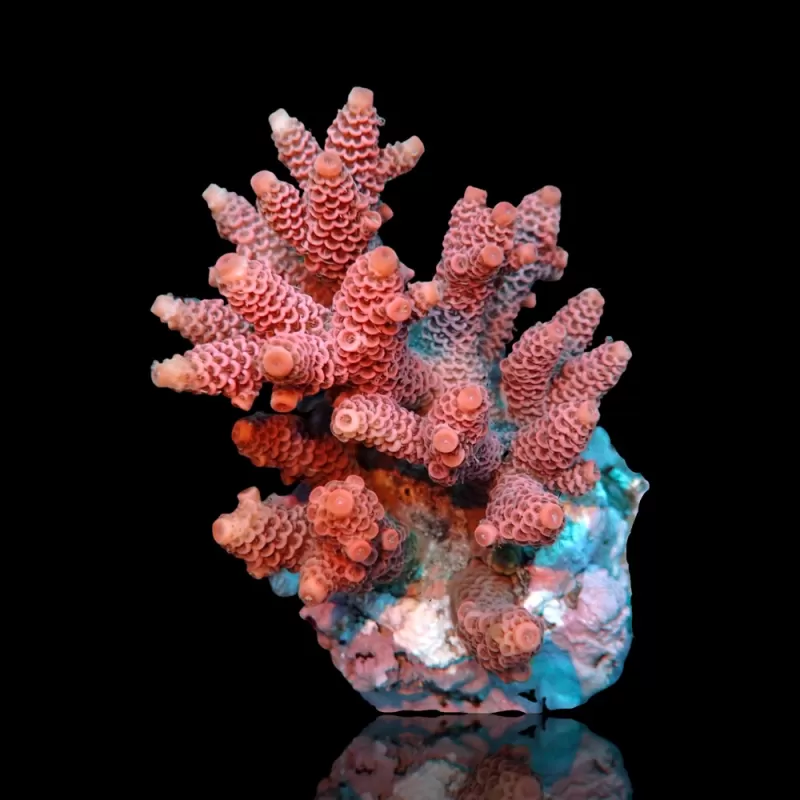 Acropora sp  kopen | Coralandfishstore.nl