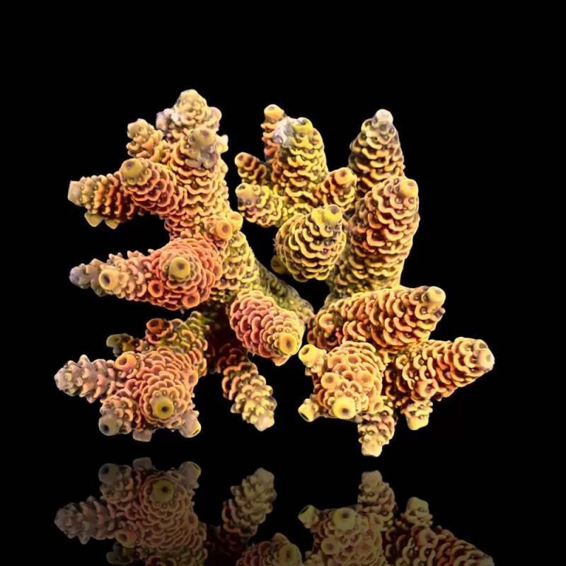 Acropora sp  kopen | Coralandfishstore.nl