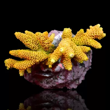 Acropora sp  kopen | Coralandfishstore.nl