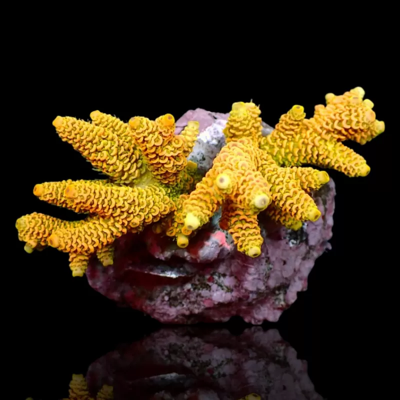 Acropora sp  kopen | Coralandfishstore.nl