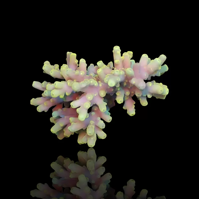 Kaufen Sie Acropora sp S-Size | Coralandfishstore.nl