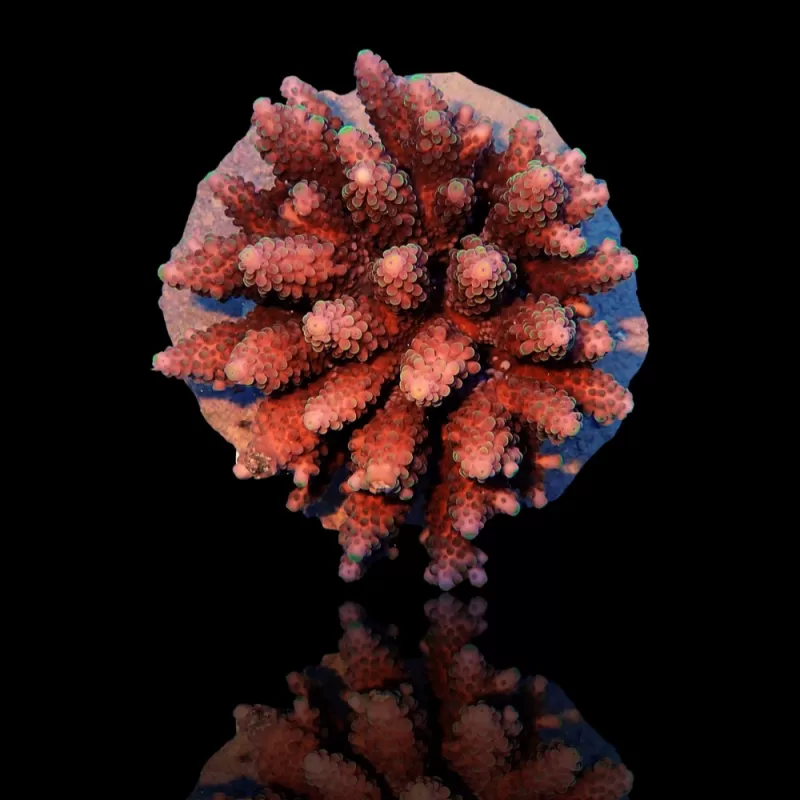 Kaufen Sie Acropora sp S-Size | Coralandfishstore.nl