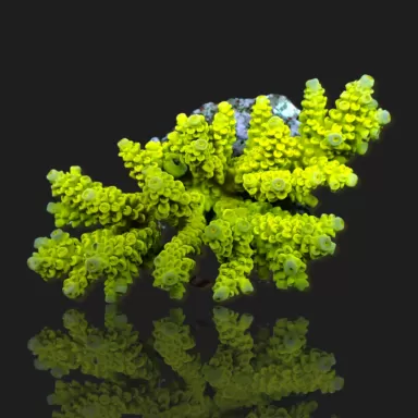 Kaufen Sie Acropora sp S-Size | Coralandfishstore.nl