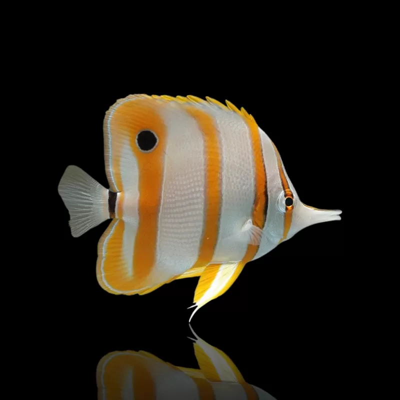 Chelmon Rostratus (Tiefkühlkost aklimatisiert) kaufen | Coralandfishstore.nl