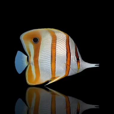 Coral And Fishstore - Chelmon Rostratus - Pinzettenfisch