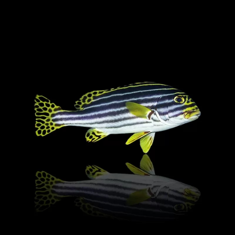 Plectorhinchus vittatus | Coralandfishstore.nl