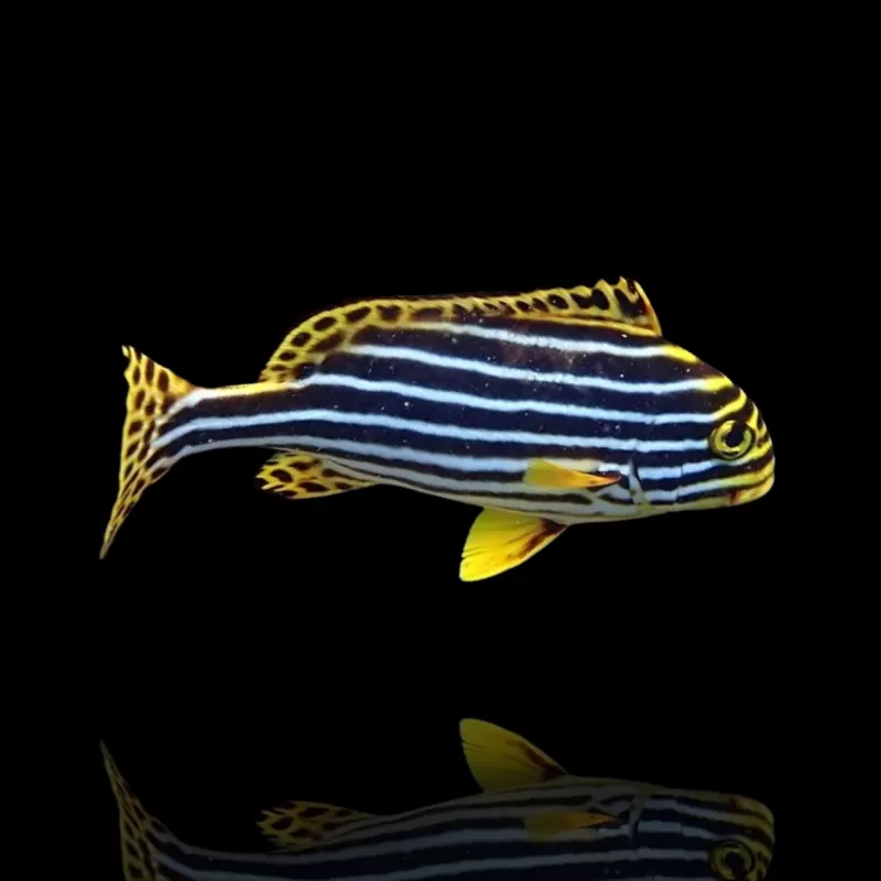 Plectorhinchus vittatus | Coralandfishstore.nl