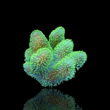 Lobophytum | Coralandfishstore.nl