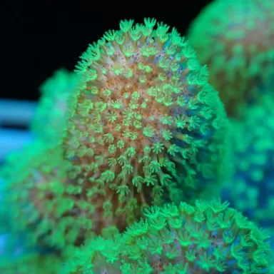 Lobophytum | Coralandfishstore.nl