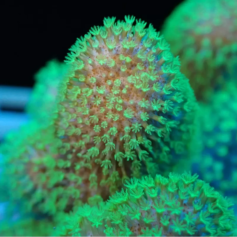 Lobophytum | Coralandfishstore.nl