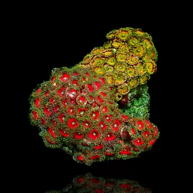 Zoanthus sp sortiert Vietnam (XXL) | Coralandfishstore.nl