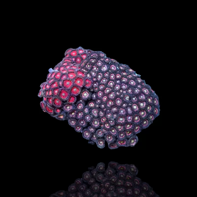 Zoanthus sp sortiert Vietnam (XXL) | Coralandfishstore.nl