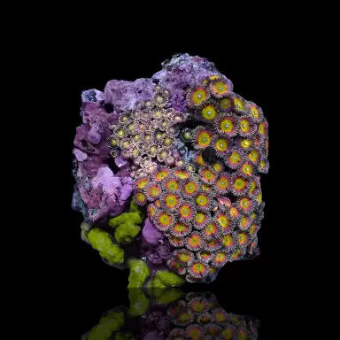 Zoanthus sp sortiert Vietnam (XXL) | Coralandfishstore.nl