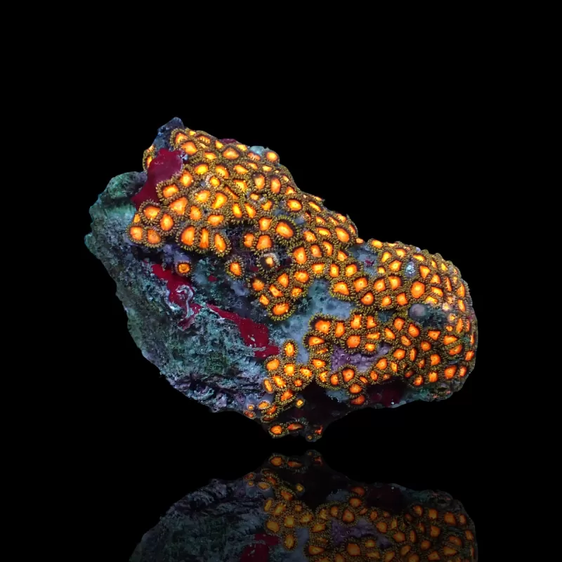 Zoanthus sp assorted Vietnam (XXL) | Coralandfishstore.nl