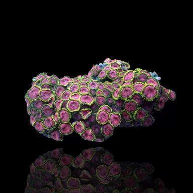 Zoanthus sp sortiert Vietnam (XXL) | Coralandfishstore.nl